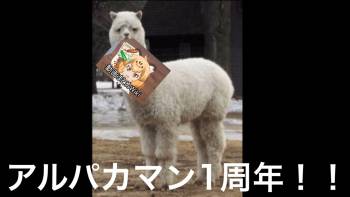 alpaca-man-1st-anniv.jpeg